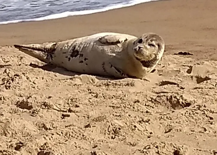 Apartment Marina Mercator *