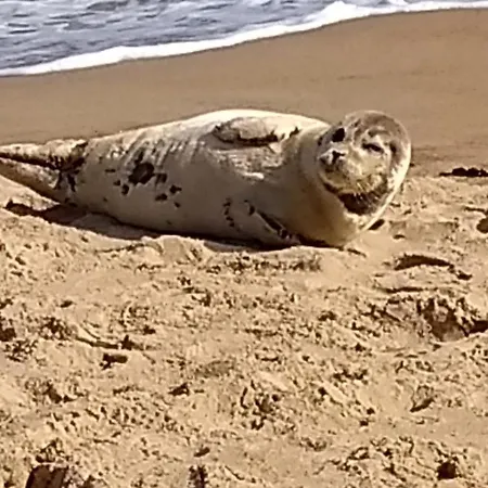 Апартаменты Marina Mercator *